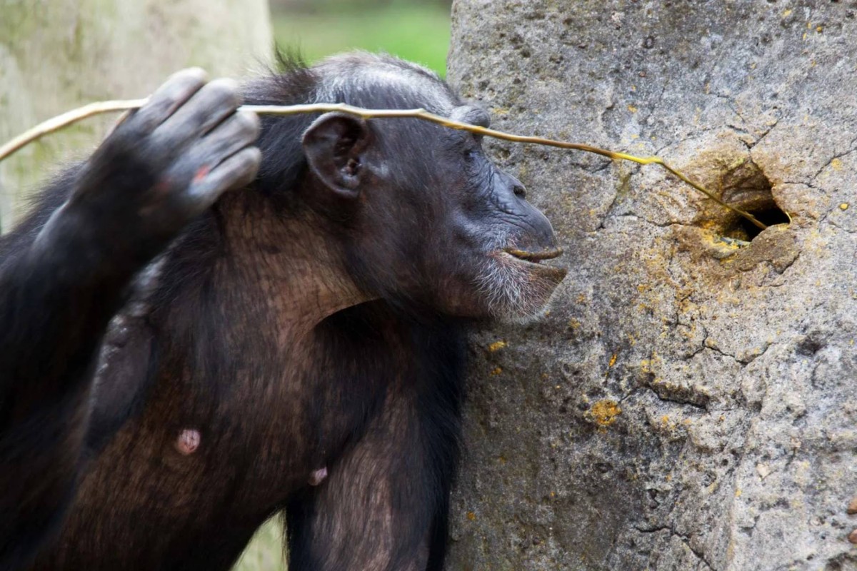 Chimpanzee using a grass stem to extract insects from a hole in a tree