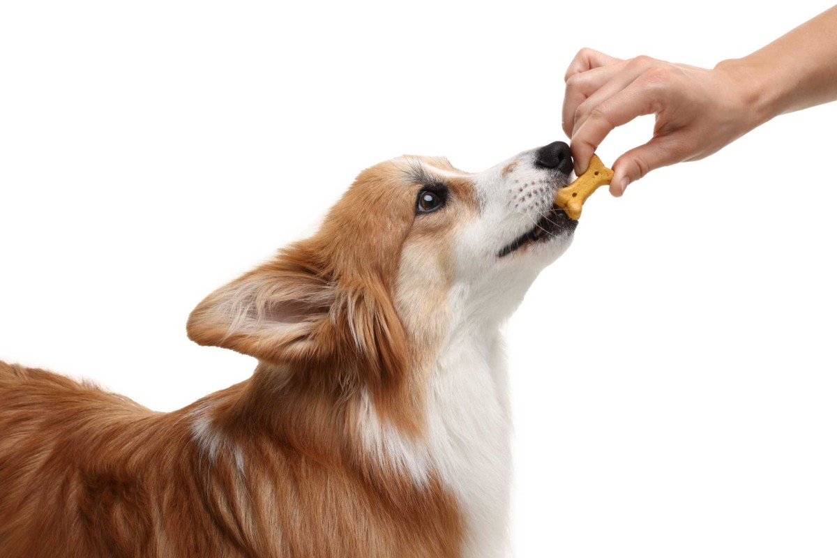 Make your own dog treats