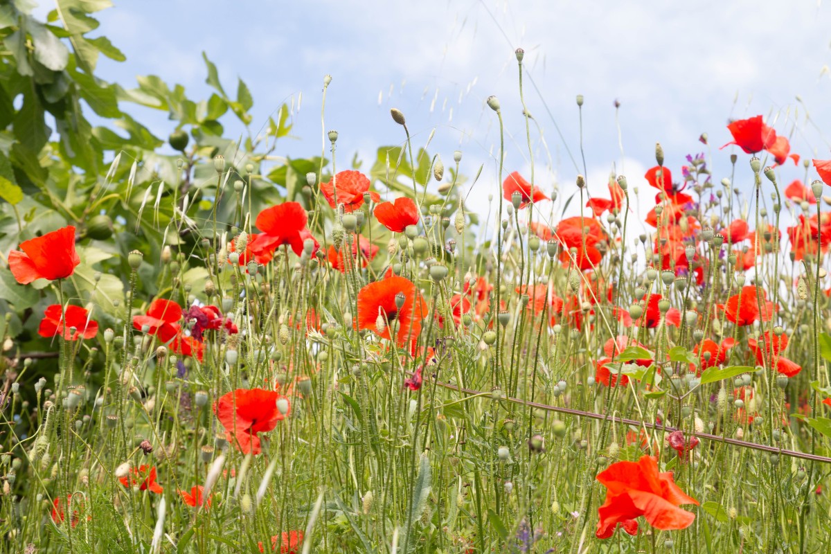 Your guide to Anzac memorial services
