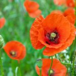 Anzac Day Mondayised this year