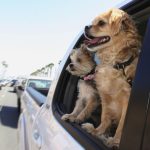 Can I leave my pet in the car?