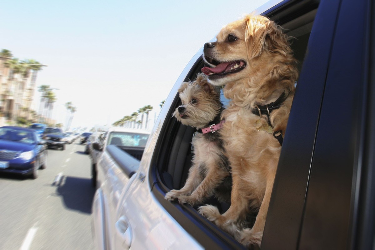 Can I leave my pet in the car?