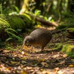 How New Zealanders became Kiwis