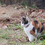 How to protect local wildlife from your cat