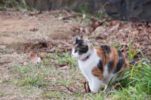 How to protect local wildlife from your cat