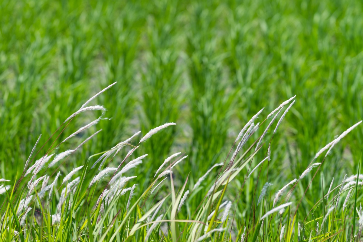 No Mow May in Kiwi winter gardens