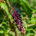 Poisonous plants in New Zealand gardens