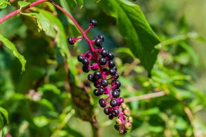 Poisonous plants in New Zealand gardens