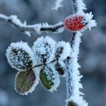 Winter illnesses rise as winter bites