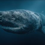 Lessons from the world’s oldest shark