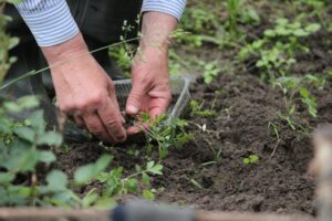 More than 200 Kiwis are hurt in the garden every day