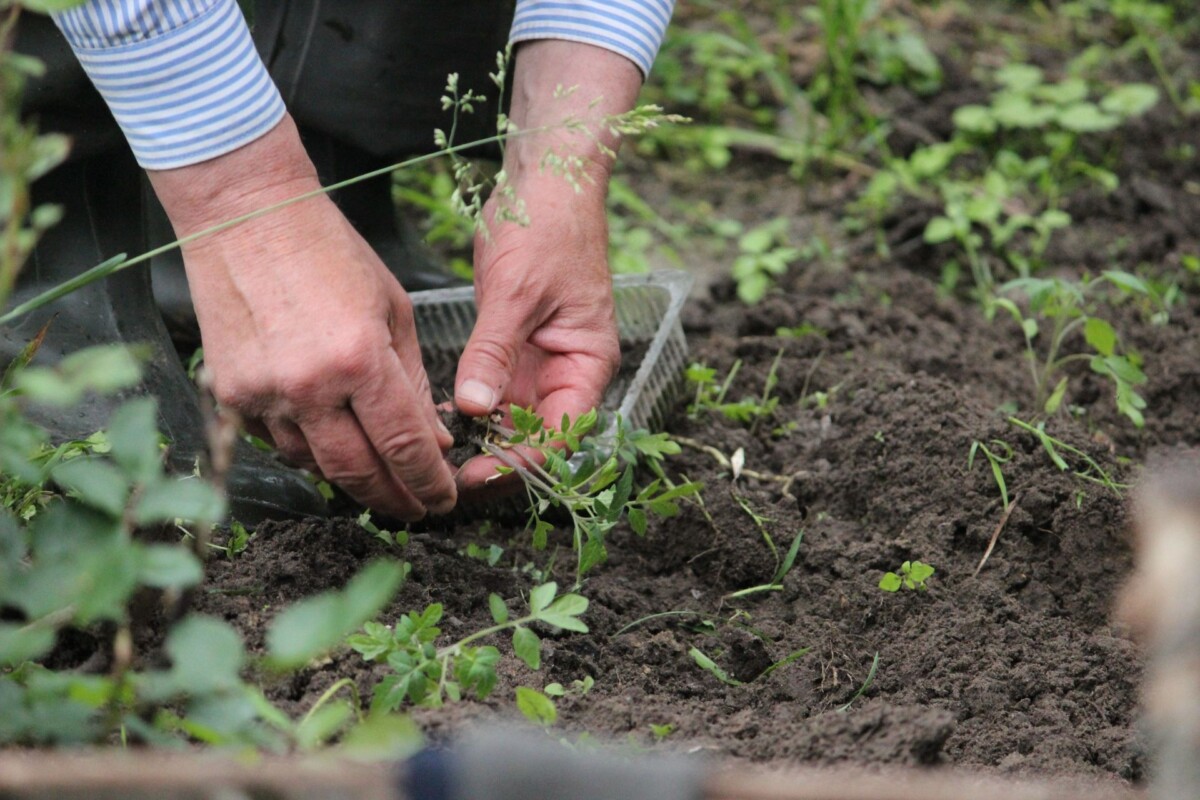 More than 200 Kiwis are hurt in the garden every day