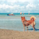 Keep your dog under control this summer, or pay the price