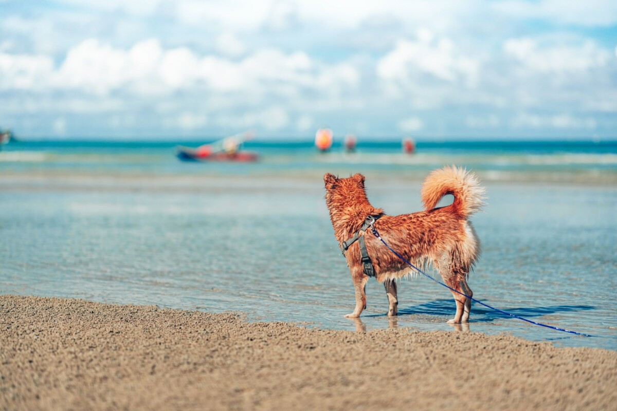 Keep your dog under control this summer, or pay the price